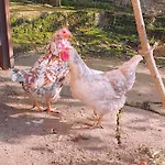 Ruhiges Mit Viel Platz Und Ladestation Fuer E-auto 別荘